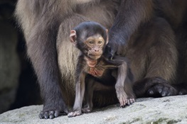 Bronx Zoo Debuts Gelada Baby